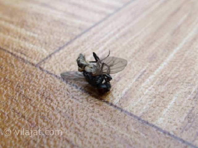 عکس اصلی شماره 5 - حشرات موذی در ویلا