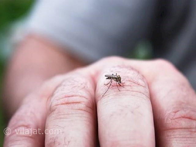 عکس اصلی شماره 7 - حشرات موذی در ویلا