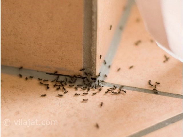 عکس اصلی شماره 9 - حشرات موذی در ویلا