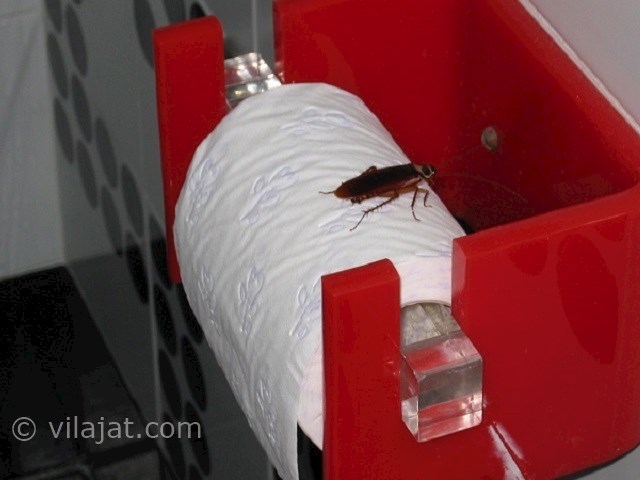 عکس اصلی شماره 10 - حشرات موذی در ویلا