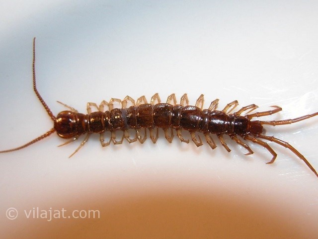 عکس اصلی شماره 1 - حشرات موذی در ویلا