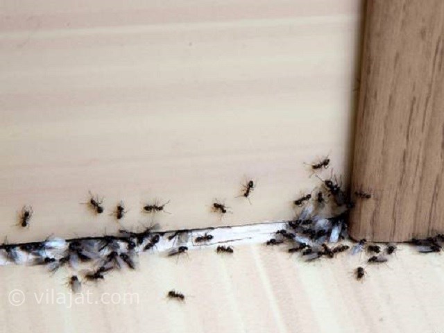عکس اصلی شماره 2 - حشرات موذی در ویلا