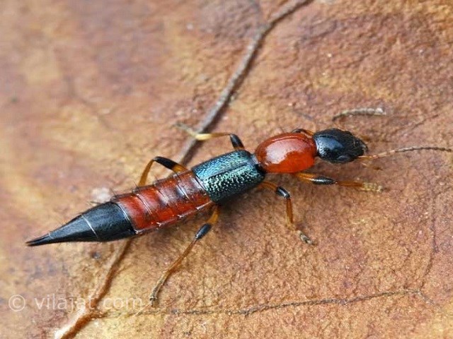 عکس اصلی شماره 3 - حشرات موذی در ویلا